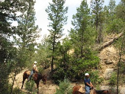 Cavalcade on the trail